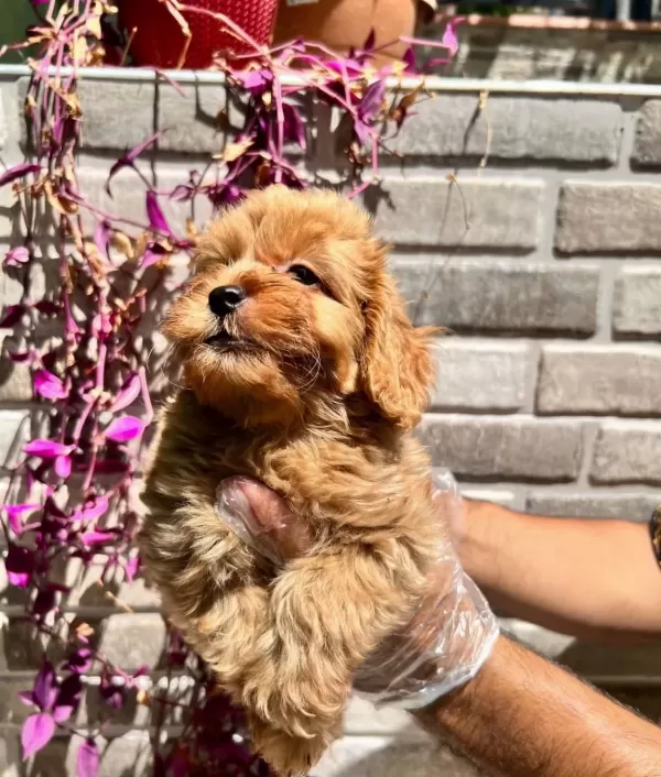 Renk Renk Maltipoo Bebekler