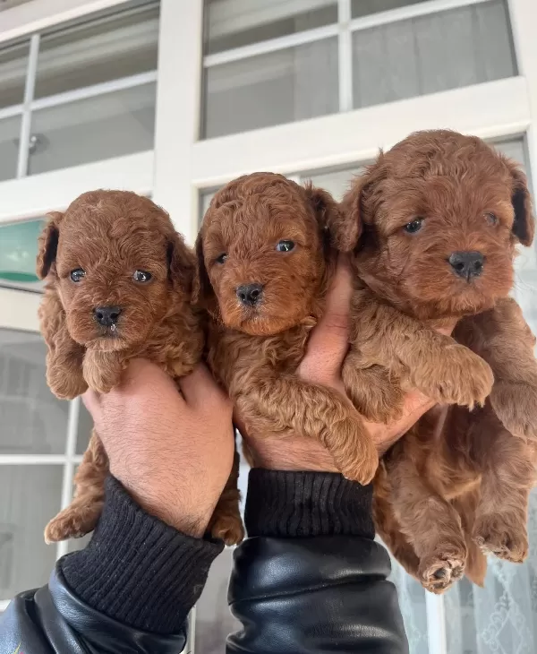 Ust Kalite Red Toy Poodle Yavrular