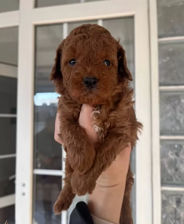 Ust Kalite Red Toy Poodle Yavrular