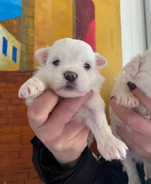 Pamuk Gibi Maltese Bebekler