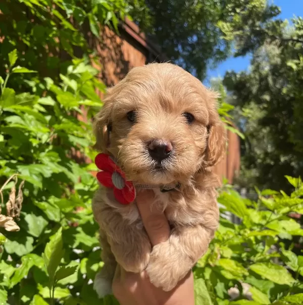 Ped Eğitimli Cicek Gibi Maltipoo Bebekler