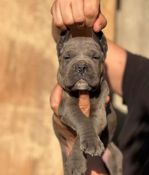 Iri Kafalı Cane Corso Yavrular