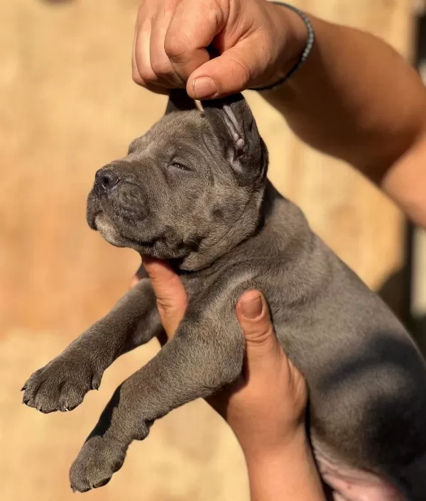 Iri Kafalı Cane Corso Yavrular