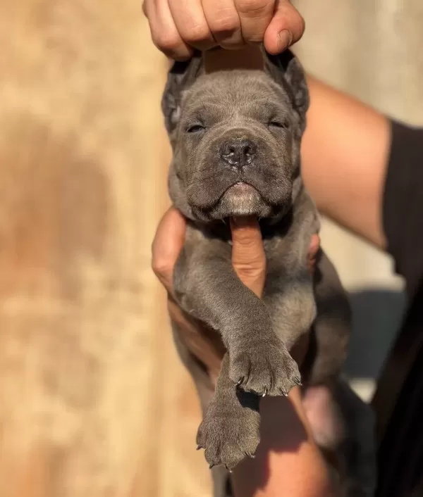Iri Kafalı Cane Corso Yavrular