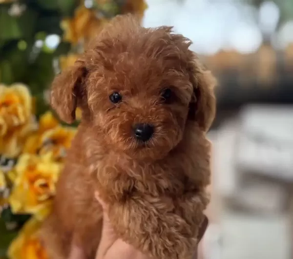tüy Dokmeyen Elit Maltipoo Yavrular
