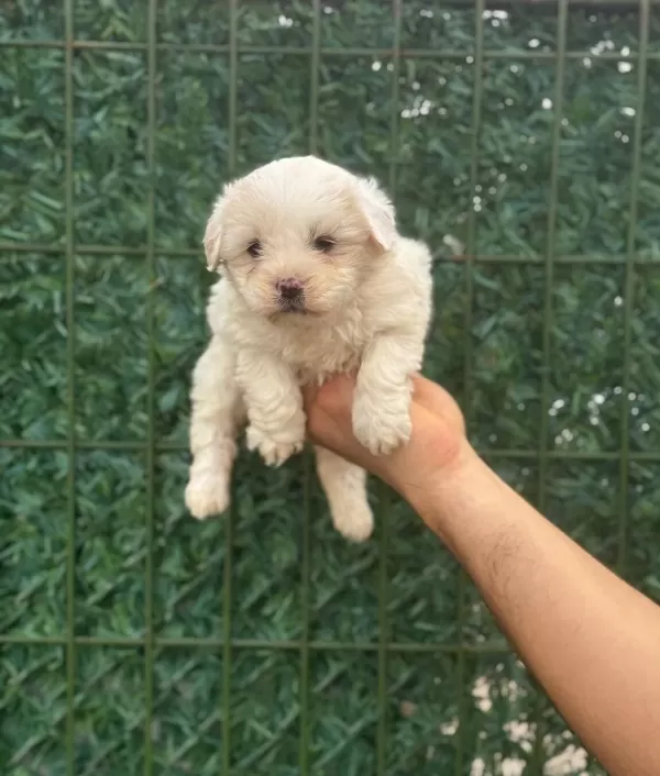 Avuc Ici Kadar Ipeksi Maltipoo Yavruları
