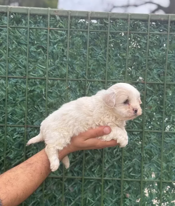 Avuc Ici Kadar Ipeksi Maltipoo Yavruları