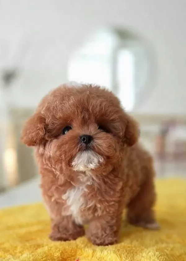 Kore Dizayn Red Toy Poodle Bebekleri