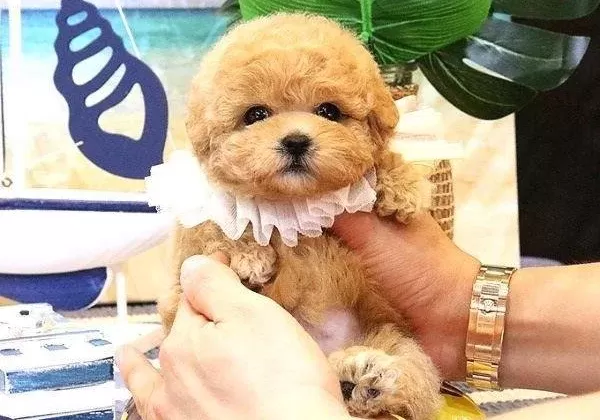 Maltipoo Bebeklerimiz Ust Duzey