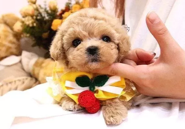 Maltipoo Bebeklerimiz Ust Duzey