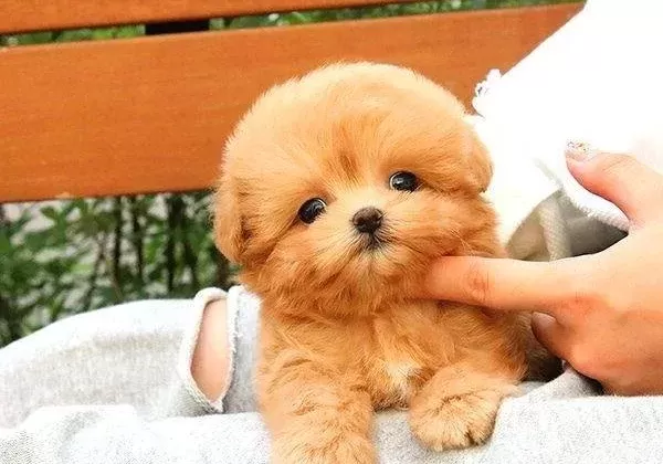 Maltipoo Bebeklerimiz Ust Duzey