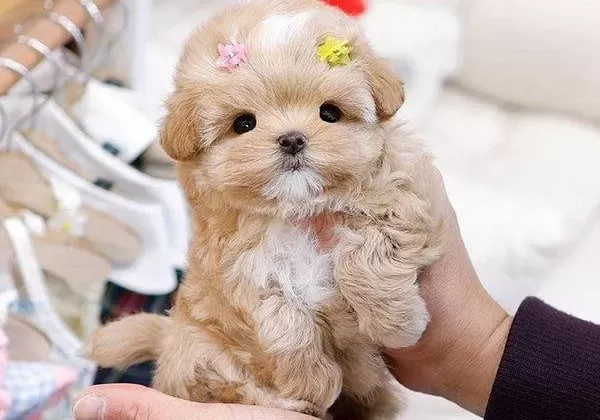 Muhteşem Surat Yapısına Sahip Maltipoo Yavrularımız