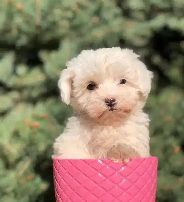 Safkan Maltipoo Yavruları Sorunsuz Gonderim