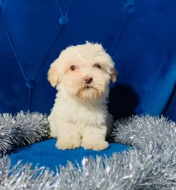 Safkan Maltipoo Yavruları Sorunsuz Gonderim
