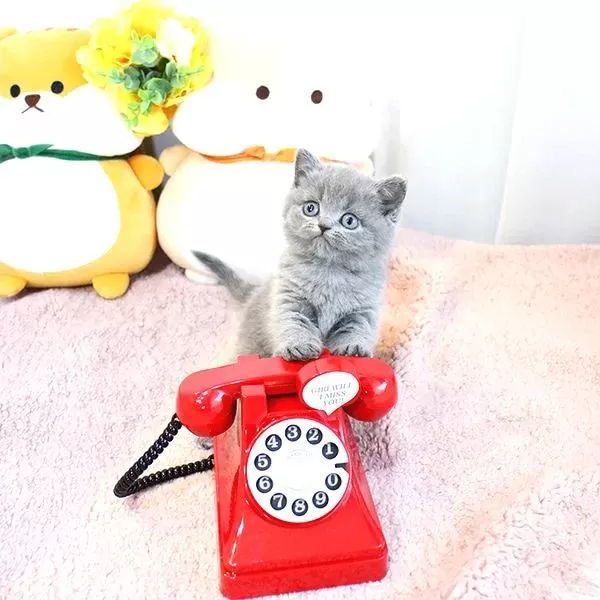 Show Kalite British Shorthair Yavrularımız