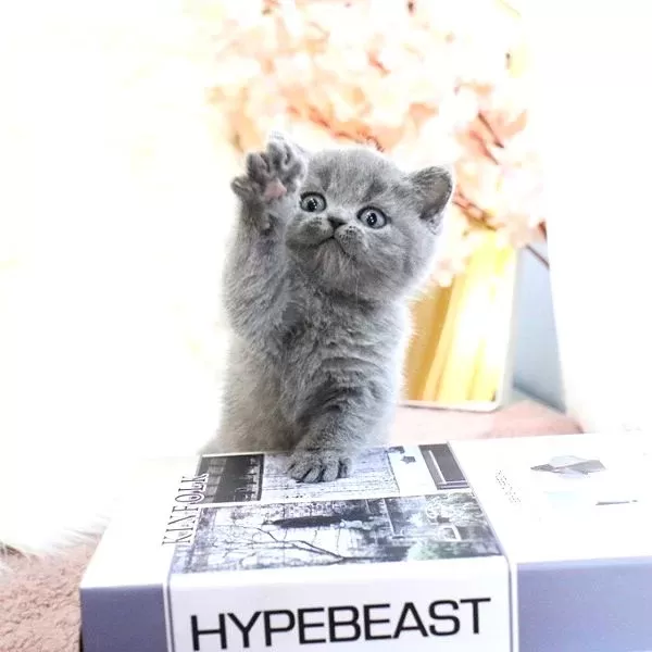 Show Kalite British Shorthair Yavrularımız