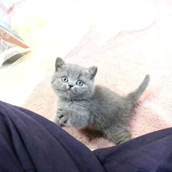 Show Kalite British Shorthair Yavrularımız