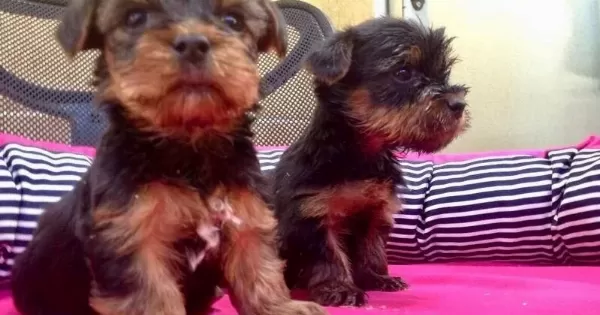 Irk Garantili Harika Yorkshire Terrier Yavrularımız