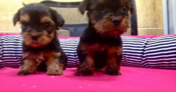 Irk Garantili Harika Yorkshire Terrier Yavrularımız