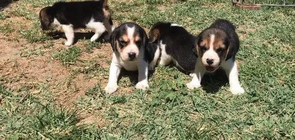 Beagle Yavrularımız Sizi Bekliyor