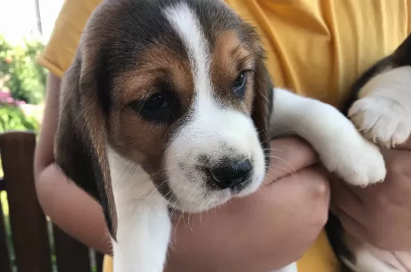 Saglıklı Beagle Yavrularımız
