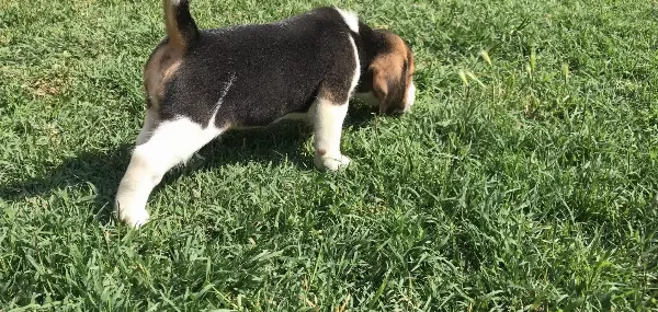 Beagle Yavrularımız Sizlerle