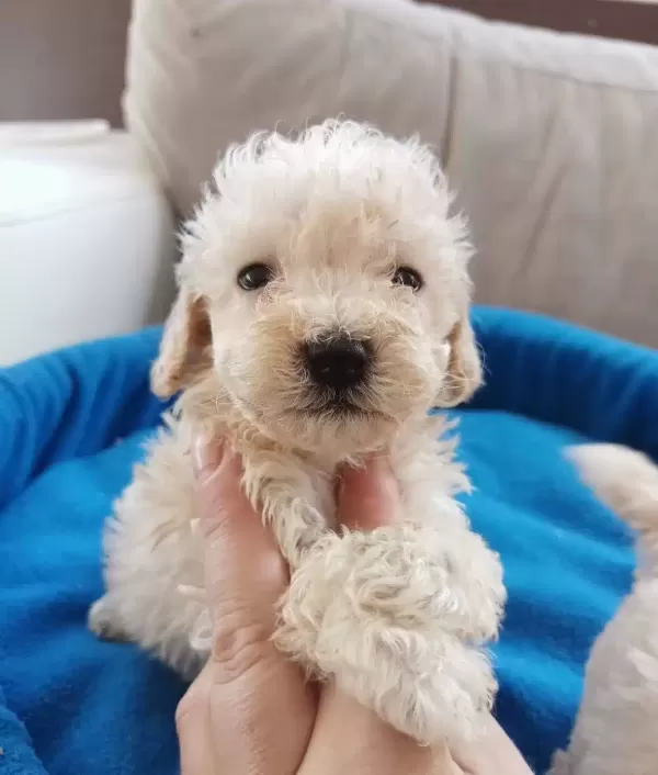 Apricot Poodle Yavrularımız
