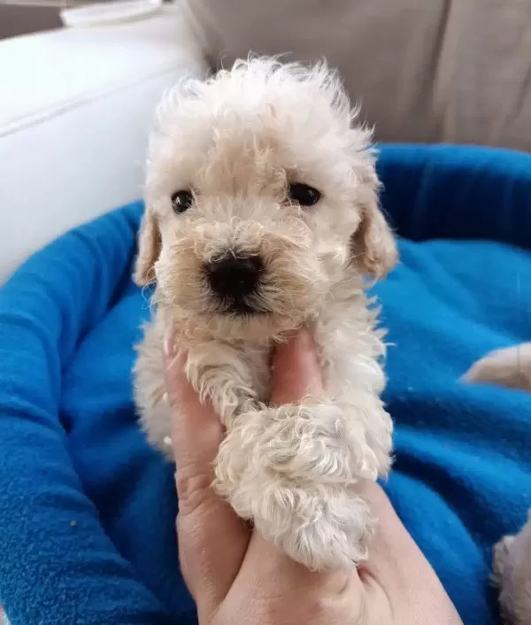 Apricot Poodle Yavrularımız
