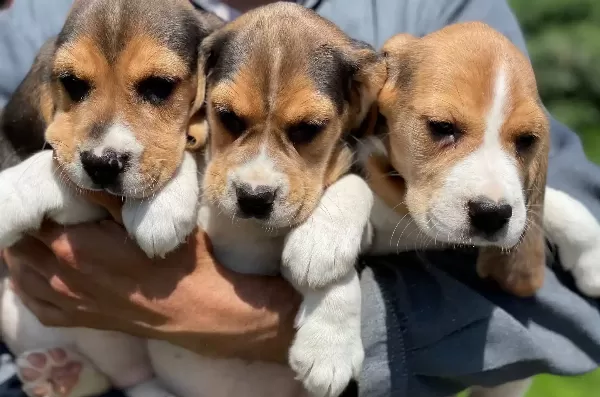 Saglıklı Beagle Yavrularımız