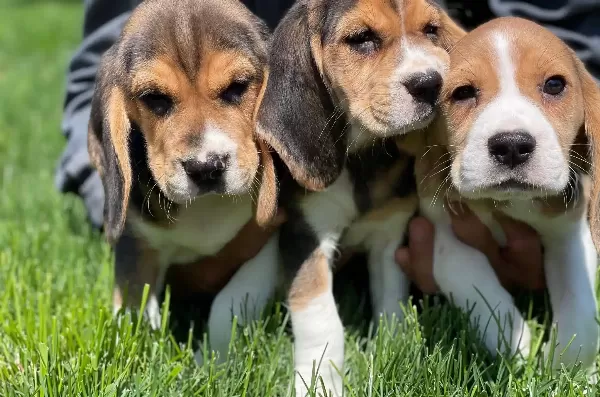 Saglıklı Beagle Yavrularımız