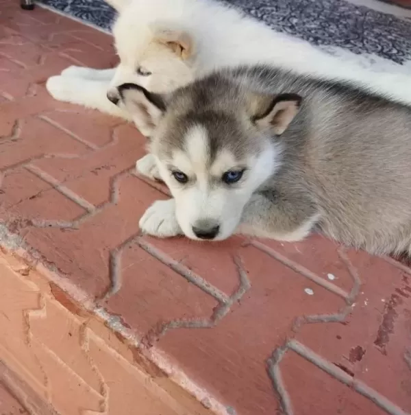 Buz Mavisi Göz Husky Sibirya Yavrularım