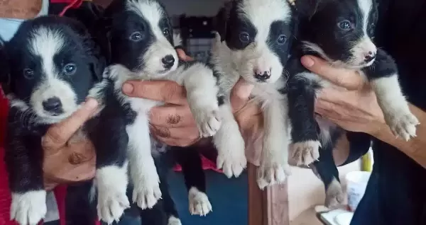 Zeki Dostlarınız Border Collie Bebeklerimi