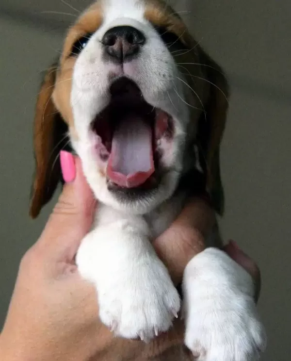 Avcı Beagle Yavrularım