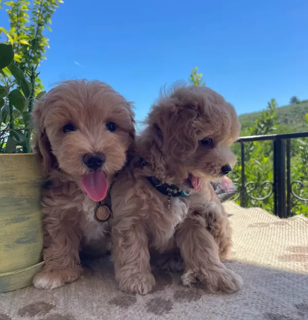 güzel Suratlı Maltipoo Yavrular