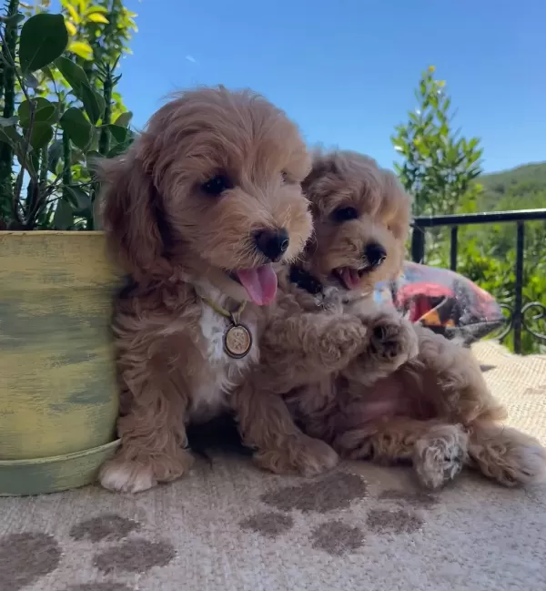 güzel Suratlı Maltipoo Yavrular