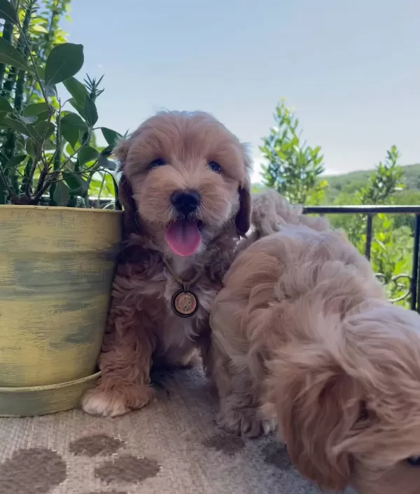 güzel Suratlı Maltipoo Yavrular
