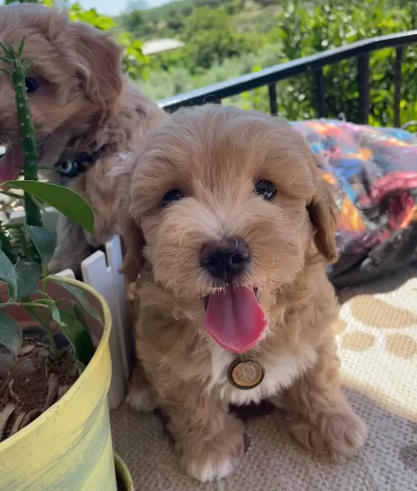 güzel Suratlı Maltipoo Yavrular