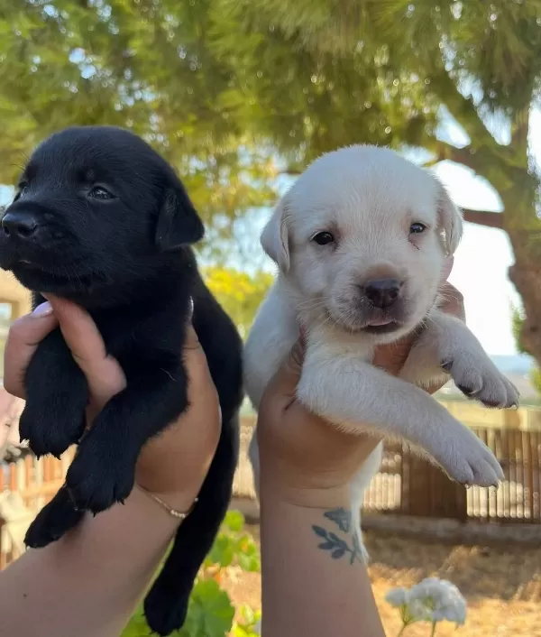 Renk Renk Labrador Bebekler