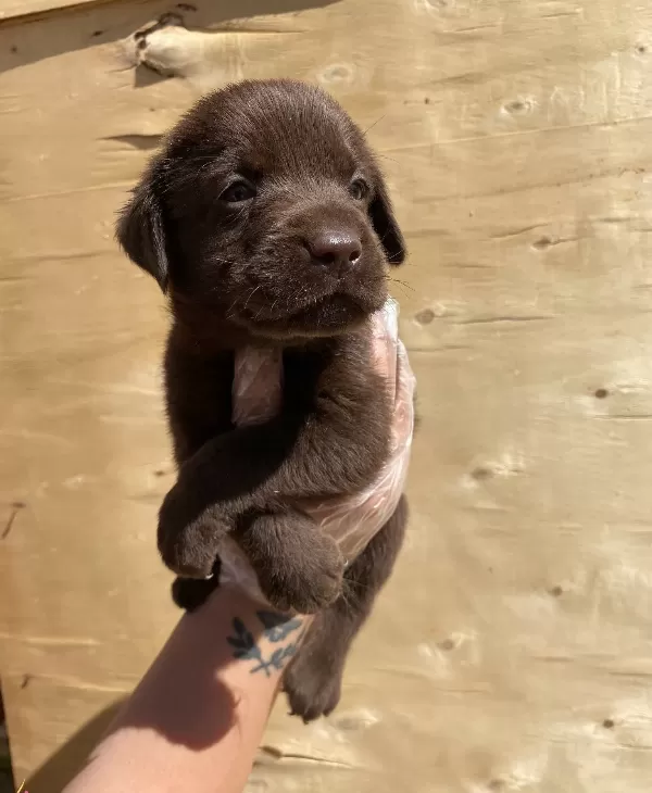 Renk Renk Labrador Bebekler