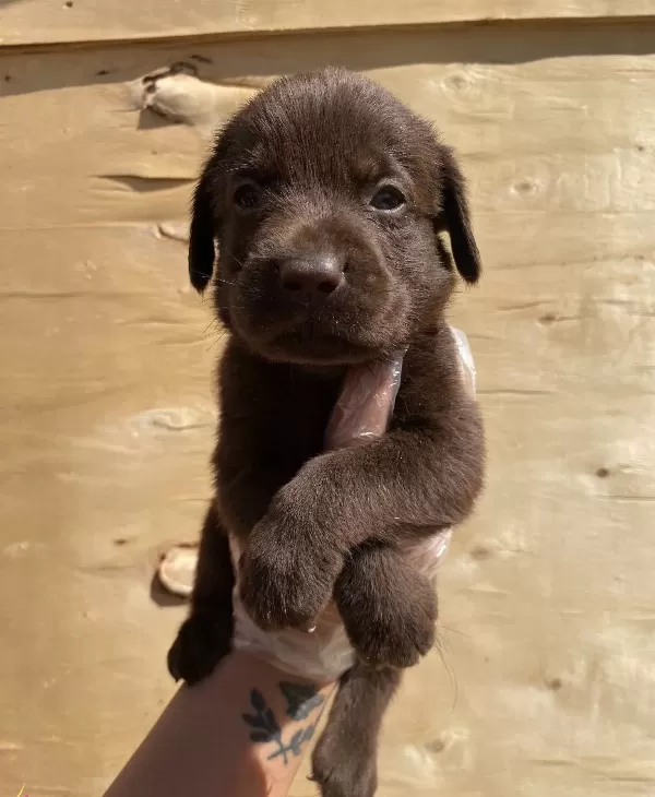 Renk Renk Labrador Bebekler