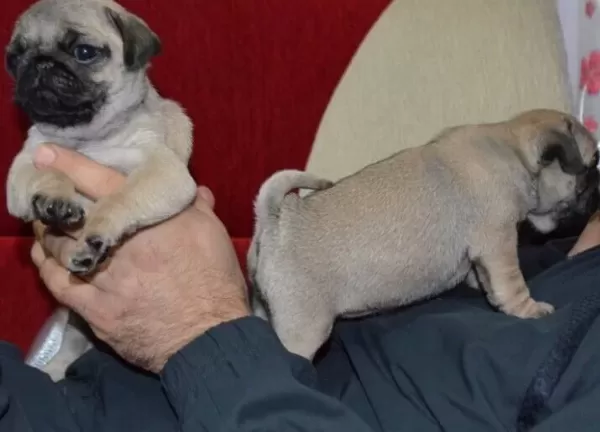 Orijinal Safkan Pug Yavrularımız Mevcut