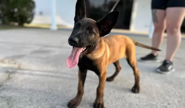 Belcika Malinois Yavruları Sizleri Bekliyor