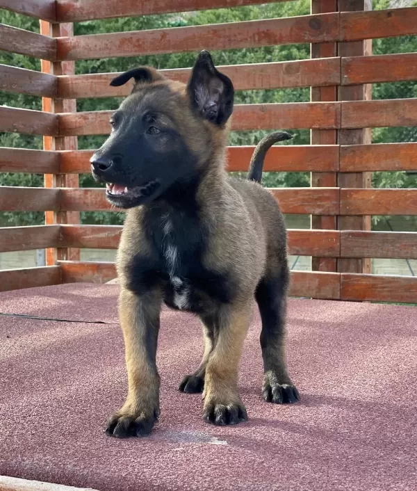Ruhsatli Ciflikten Belcika Malinois Yavruları Istanbul