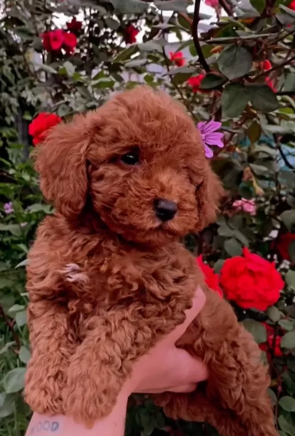 Irk Ve Sağlık Garantili Toy Poodle Yavruları