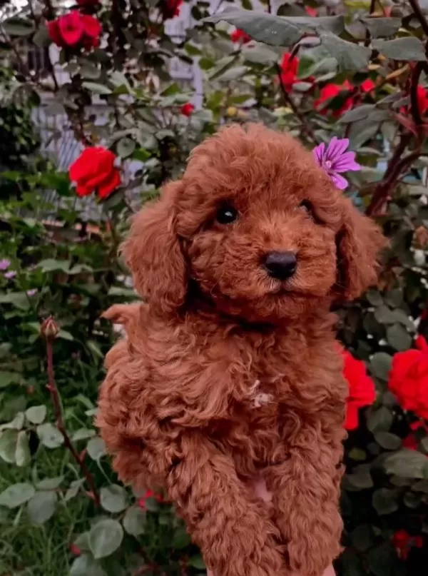 Irk Ve Sağlık Garantili Toy Poodle Yavruları