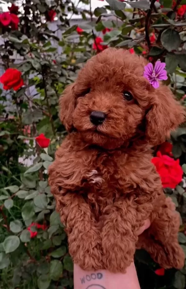 Irk Ve Sağlık Garantili Toy Poodle Yavruları