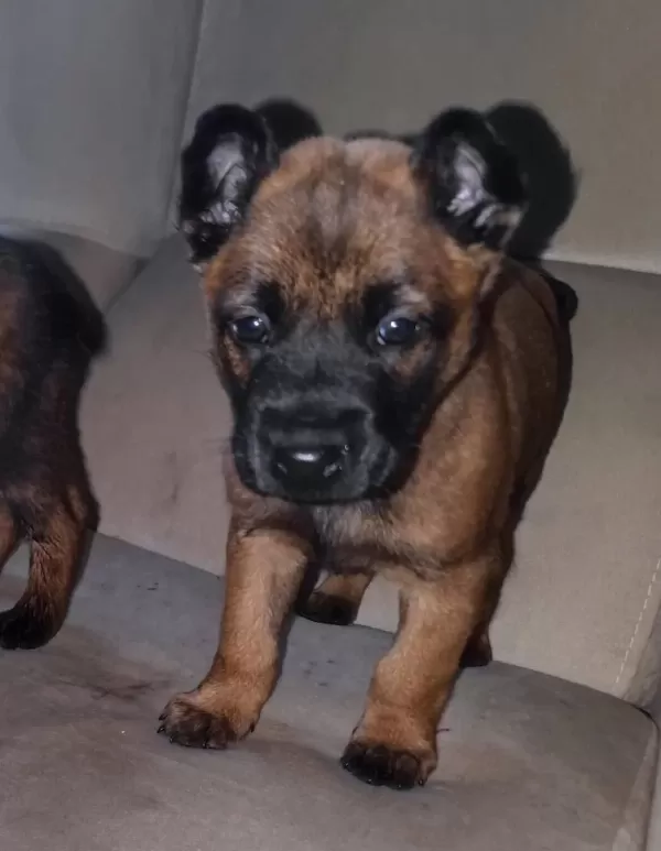 Malinois Belcika Koruma Kurdu Yavruları