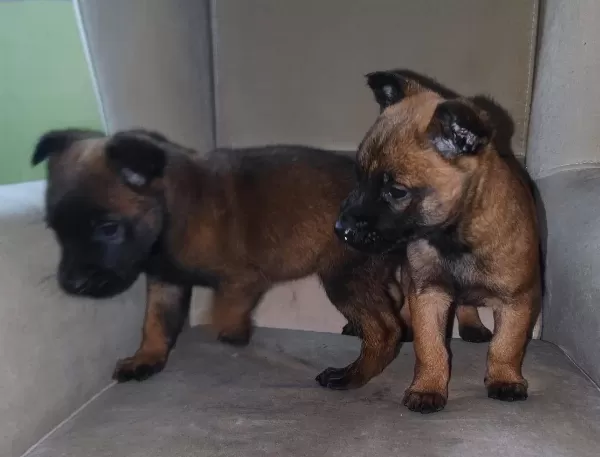 Malinois Belcika Koruma Kurdu Yavruları