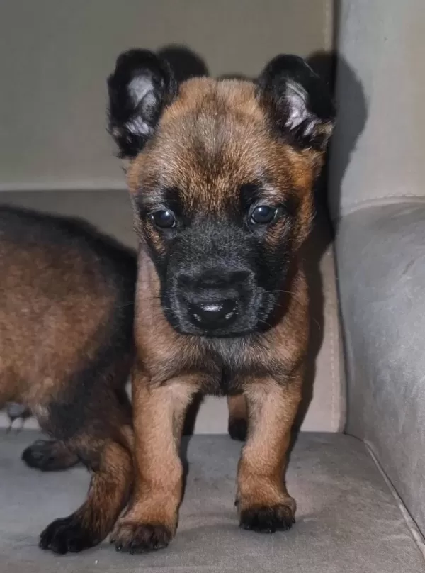 Malinois Belcika Koruma Kurdu Yavruları