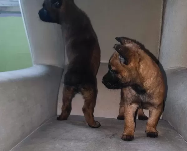 Malinois Belcika Koruma Kurdu Yavruları